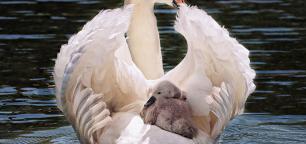 Benessere e starbene